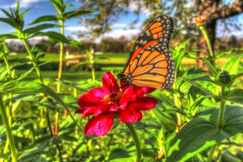 Framed Butterfly 15 Print