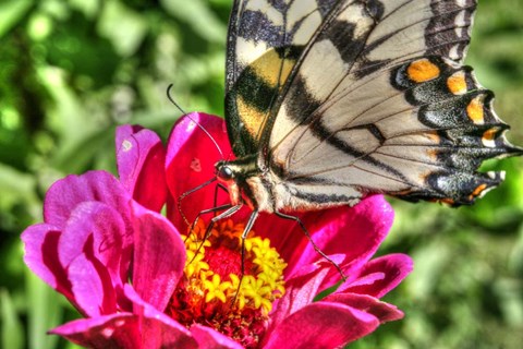 Framed Butterfly 17 Print