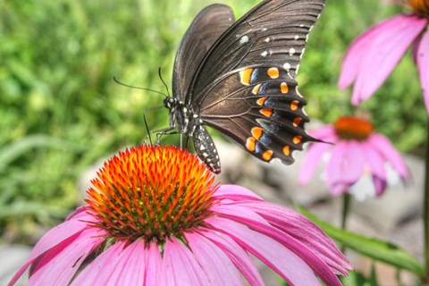 Framed Butterfly 18 Spicebush Print