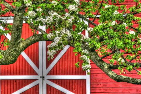 Framed Butterville Barn Print