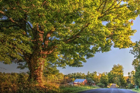 Framed Butterville Road Print