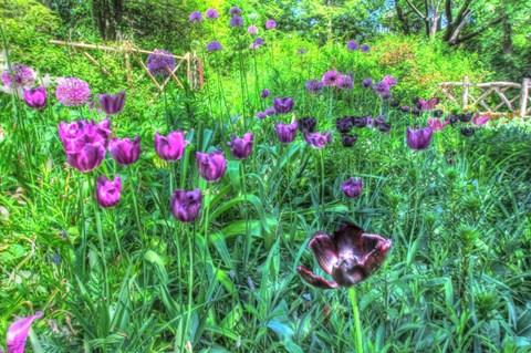 Framed Garden Purple Tulips Print