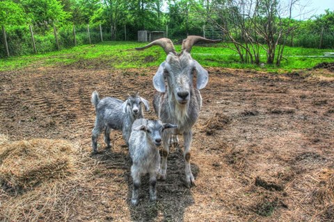 Framed Goats Print