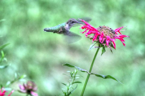 Framed Hummingbird 4 Print
