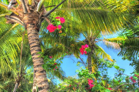 Framed Key West Pink Flowers Palm Print