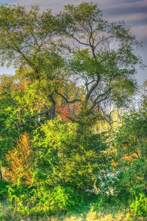 Framed Spring Trees Vertical Print