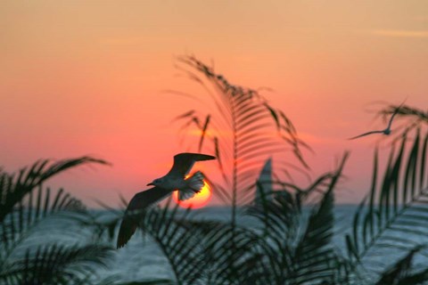 Framed Sunset Gull and Fronds Print