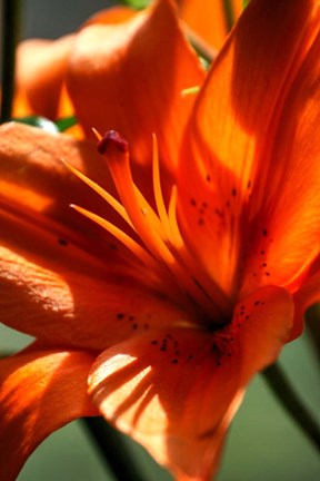 Framed Tiger Lillies VI Print