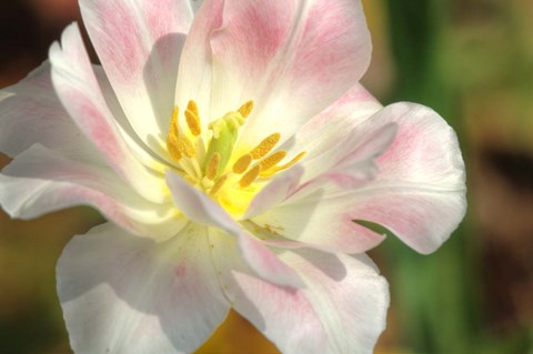 Framed Tulip Pink CU Print