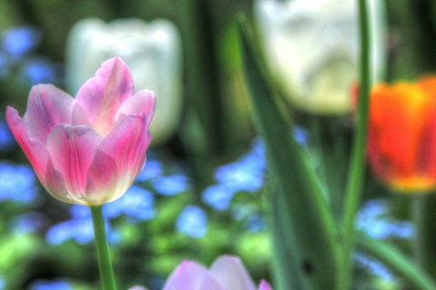 Framed Tulips Four Print