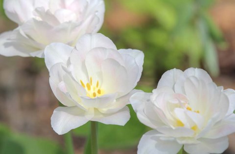 Framed Tulip Three Print