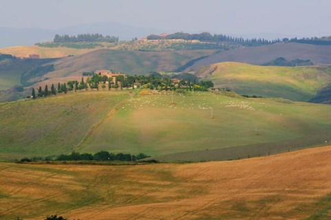 Framed Tuscan Hill Sheep Print