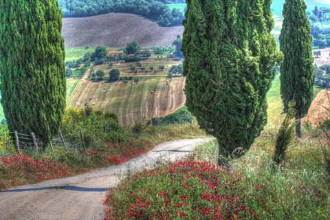 Framed Tuscan Red Flower Road Print