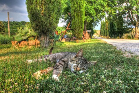 Framed Tuscan Sleepy Cat Print