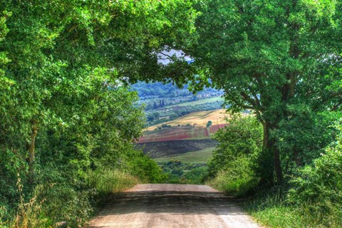 Framed Tuscan Tree Tunnel Print