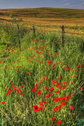 Framed Tuscan Vertical Poppies and Fence Print