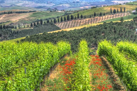 Framed Tuscan Wine Rows Print