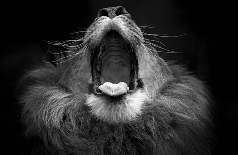 Framed Mujambi Print