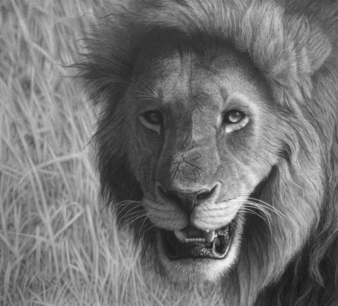 Framed Lion In The Massai Mara Print