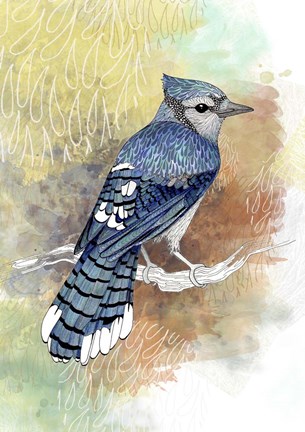 Framed Early Morning Jay Print