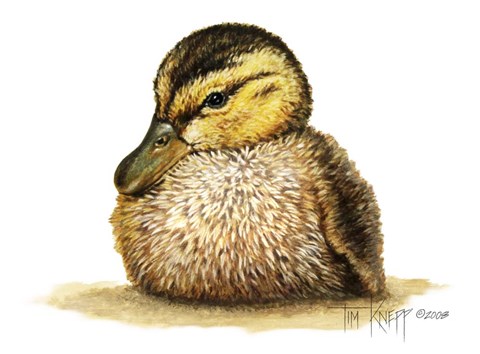 Framed Duckling Print