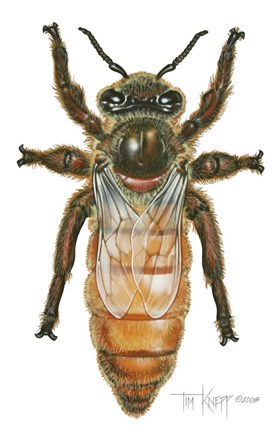 Framed Queen Honey Bee Print