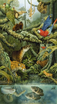 Framed Rainforest Print