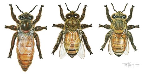 Framed Worker, Drone, And Queen Honey Bees Print