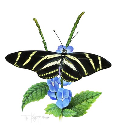 Framed Zebra Butterfly Print