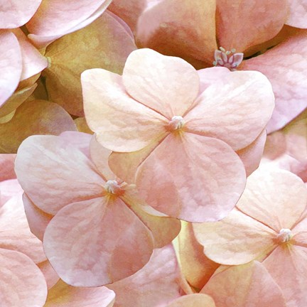 Framed Innocence Pattern Print