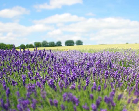 Framed English Lavender Field 1 Print