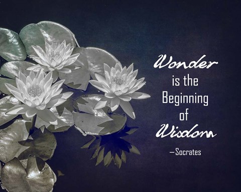 Framed Wonder is the Beginning of Wisdom Water Lily Black and White Print