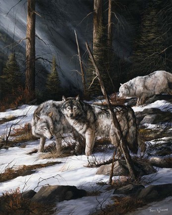 Framed Forest Shadows Print