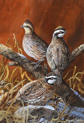 Framed Bobwhite Trio 4 Print