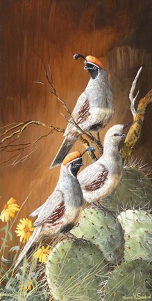 Framed Gambels Gathered Print