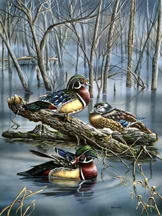 Framed Misty Woodducks Print