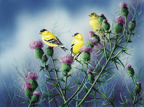 Framed American Goldfinch And Thistle Print