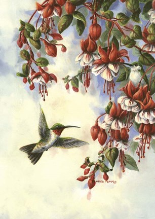 Framed Hummingbird D Print
