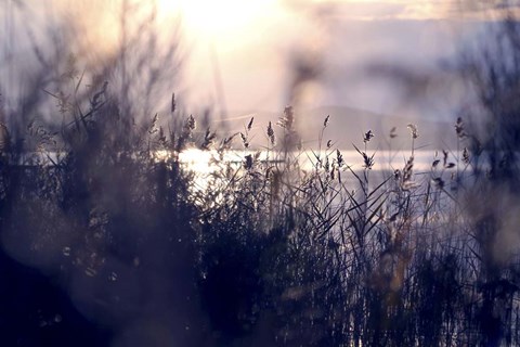 Framed Afternoon Glory Print