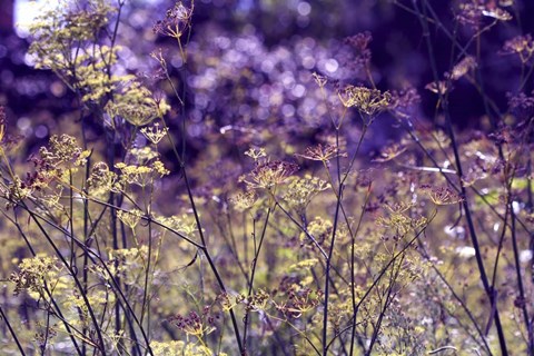 Framed BC A Morning To Remember Print