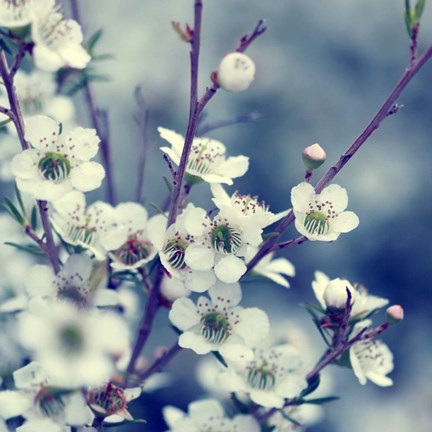 Framed Spring Blues Print