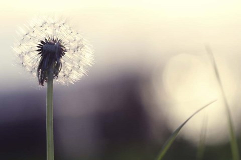 Framed Without You Print