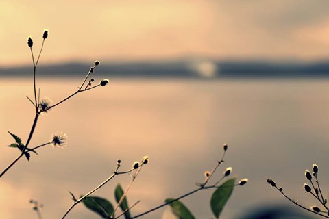 Framed Land Of Silence Print