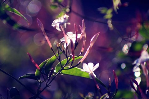 Framed Like Sunday Morning Print