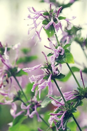 Framed Spring Melody Print