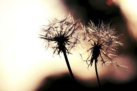 Framed Summer Romance Print