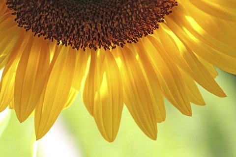 Framed When Summer Comes Print