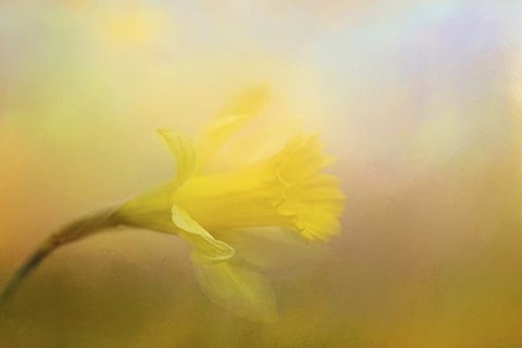 Framed First Spring Bloom Print