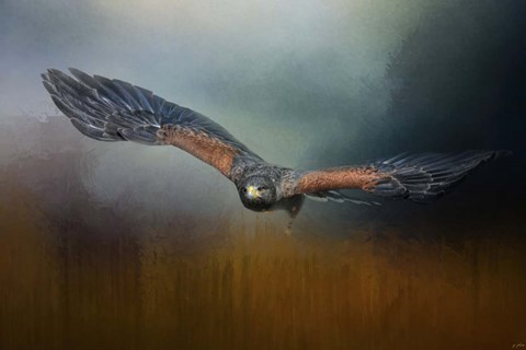 Framed Flight Of The Harris Hawk Print