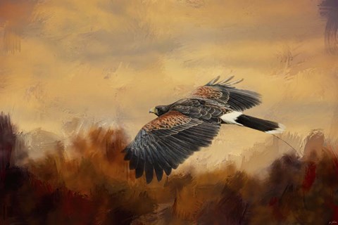Framed Harris Hawk In Autumn Print